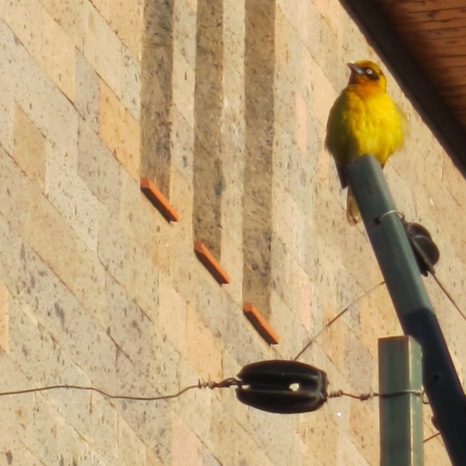 Pretty yellow bird...not sure what kind yet