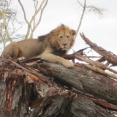 Simba! Wahoo-we saw a tree-climbing lion.