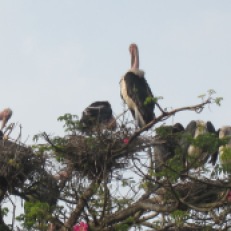 Maribou stork rookery on the street in Kitale