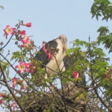 Young Maribou stork