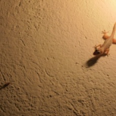 I love geckos!