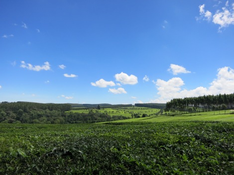 Tea fields in Kericho