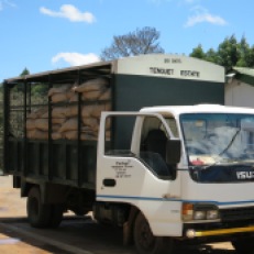 Tea arrives at the factory on trucks like these. Often, the bags are suspended on the trucks so as not to crush the leaves on long journeys.